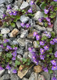Light Code Print — Spring – Image 1