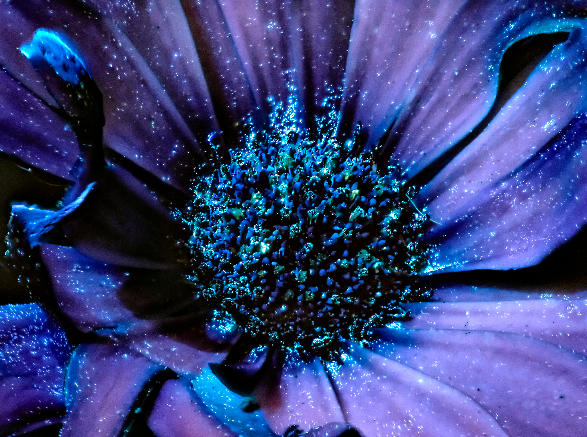 Black Light Daisy 4: Neon Bioluminescent Bloom – 8" x 12", Aluminum