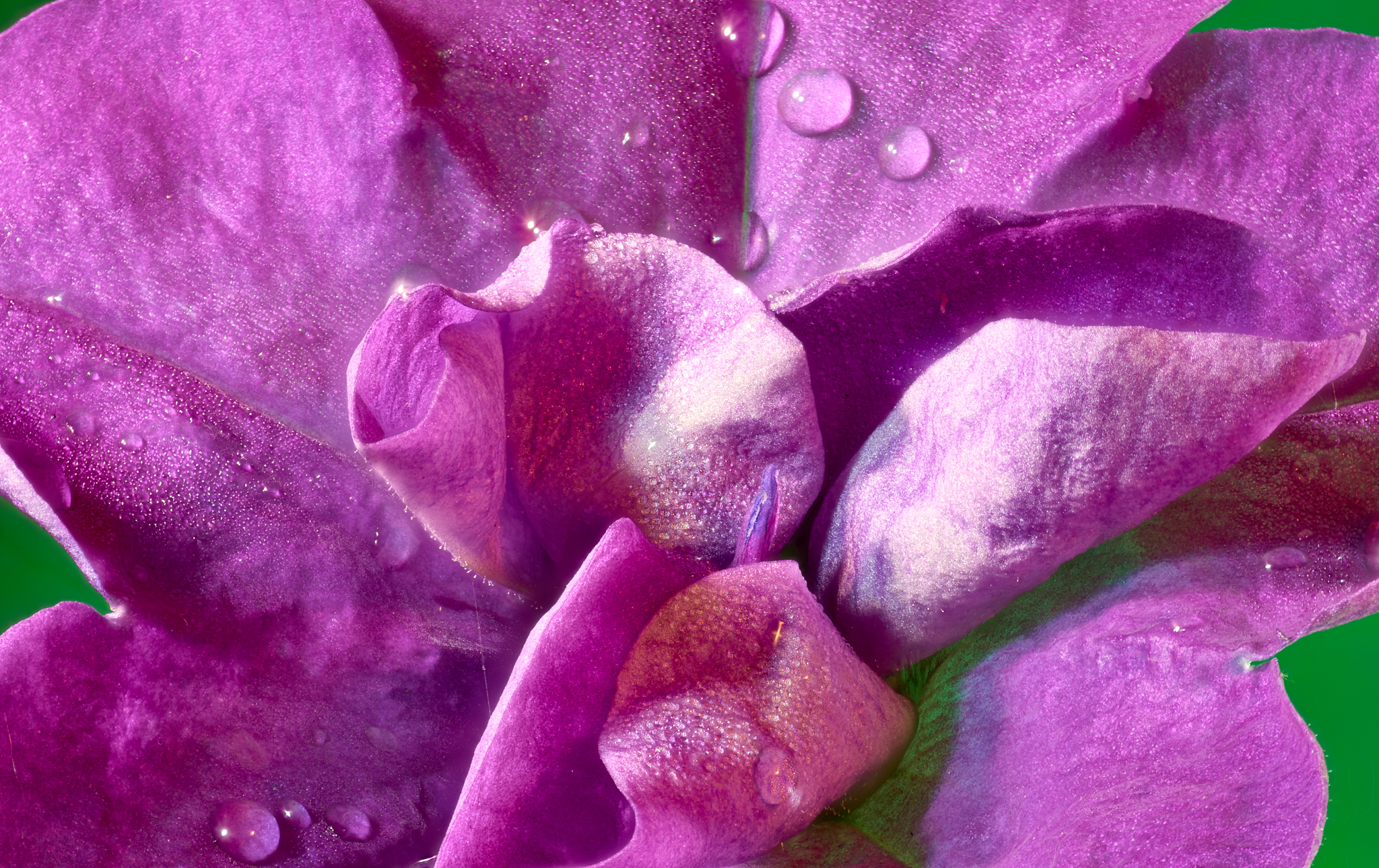 Whimsical Whispers: Double Madness Lavender Petunia – 8" x 12", Aluminum