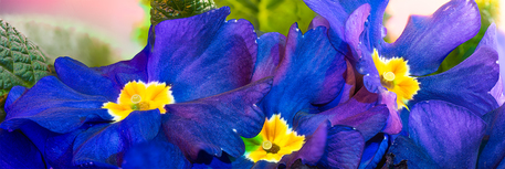 Enthusiastic Primrose Trio: Vibrant Living Art – Image 1