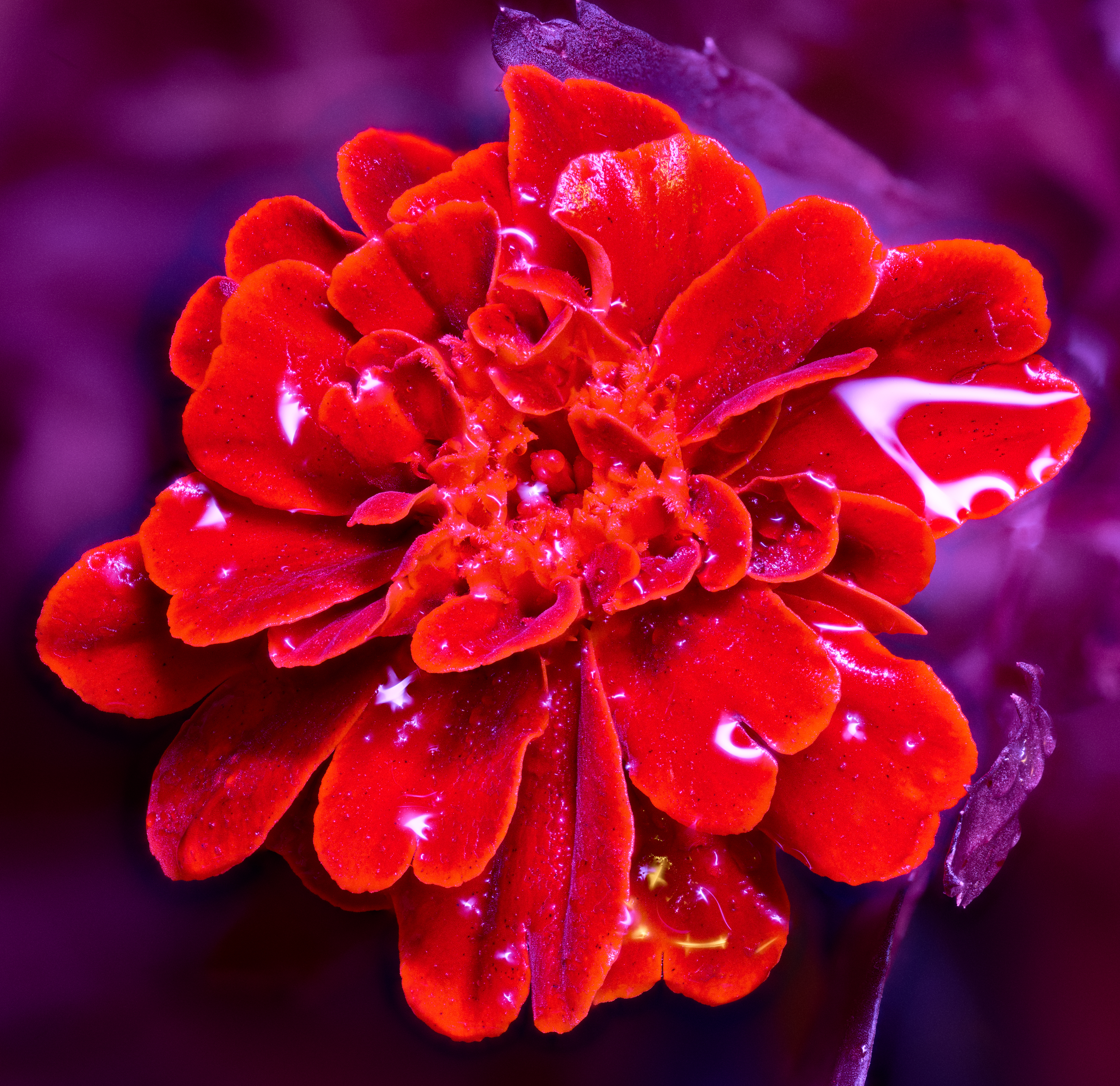 Glass Looking French Marigold: Translucent Bloom – Image 1