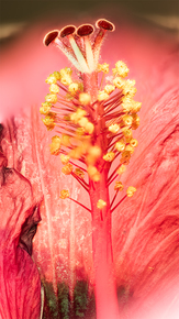 Old Man of the Glamor Gal Hibiscus – Image 1