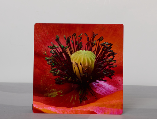 Remembrance Poppy Norma 1: Crimson Art – Image 1