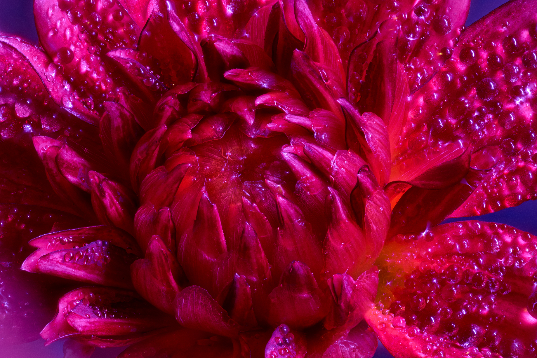 Red and Blue Strobing Dahlia: Neon Bloom Art – Image 1