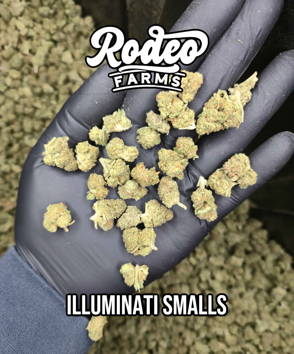 Illuminati Smalls – Image 1