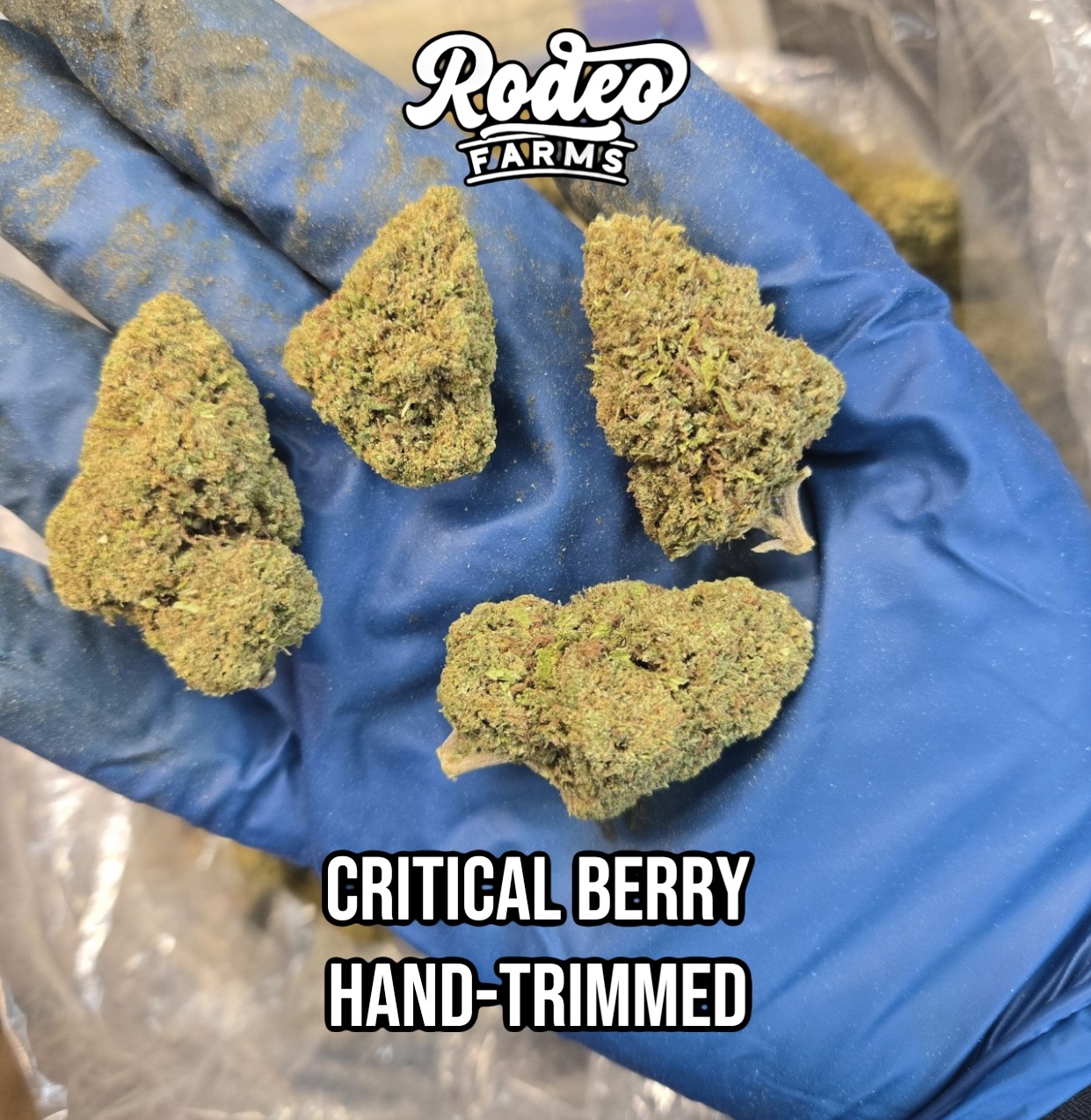Critical Berry Hand-Trimmed – Image 1