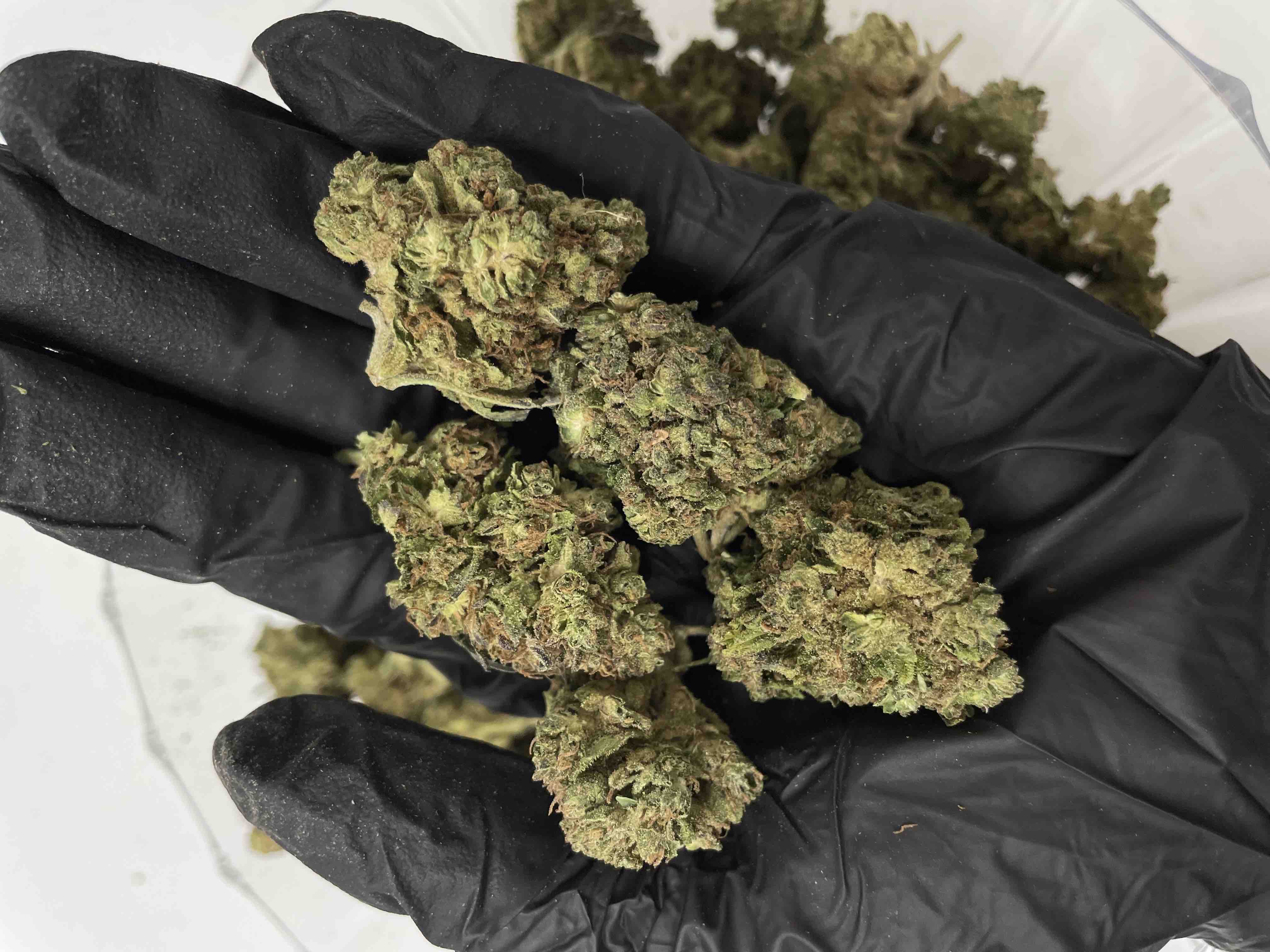 LA Kush – Image 1
