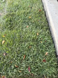 Palisade Zoysia (450 sq. ft.) – Image 1