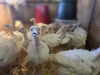 Pasture-Raised Thanksgiving Turkey - DEPOSIT – Image 3