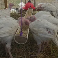 Pasture-Raised Thanksgiving Turkey - DEPOSIT – Image 4