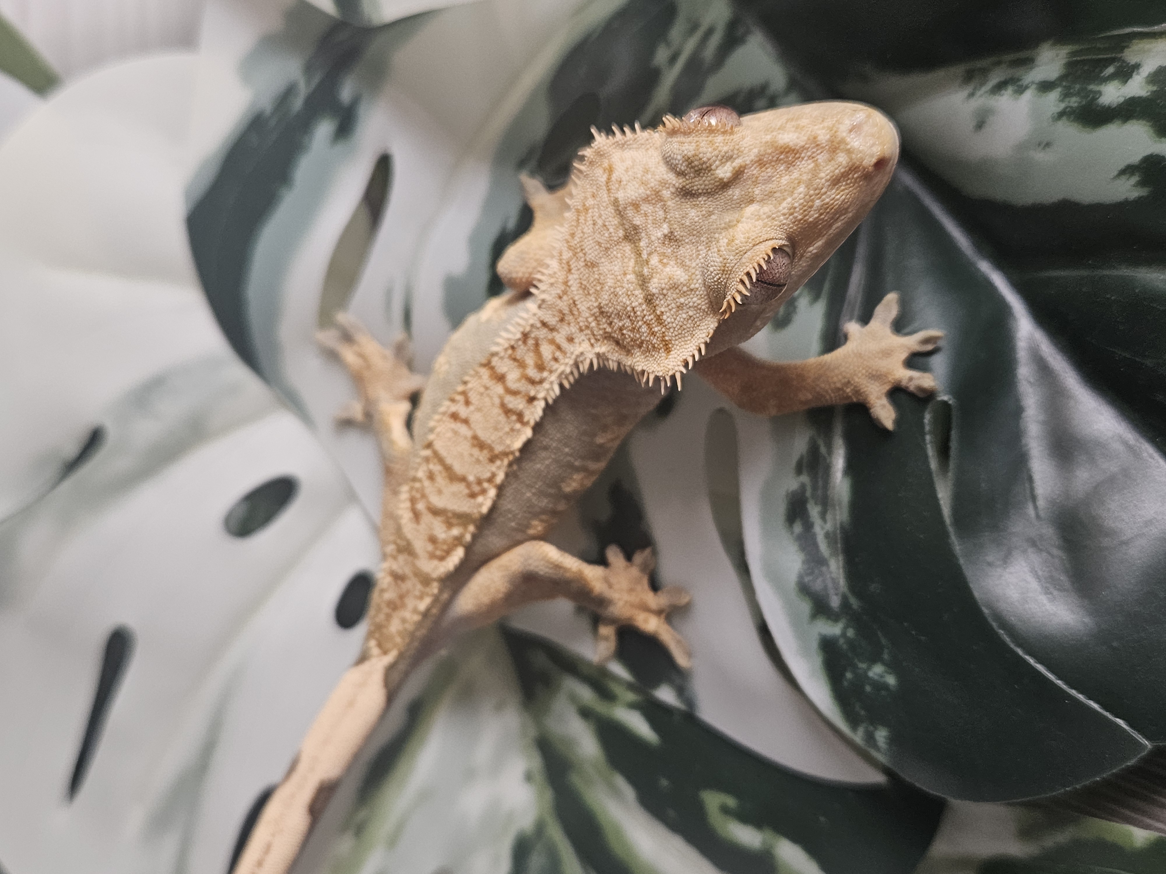 Missy – Image 2