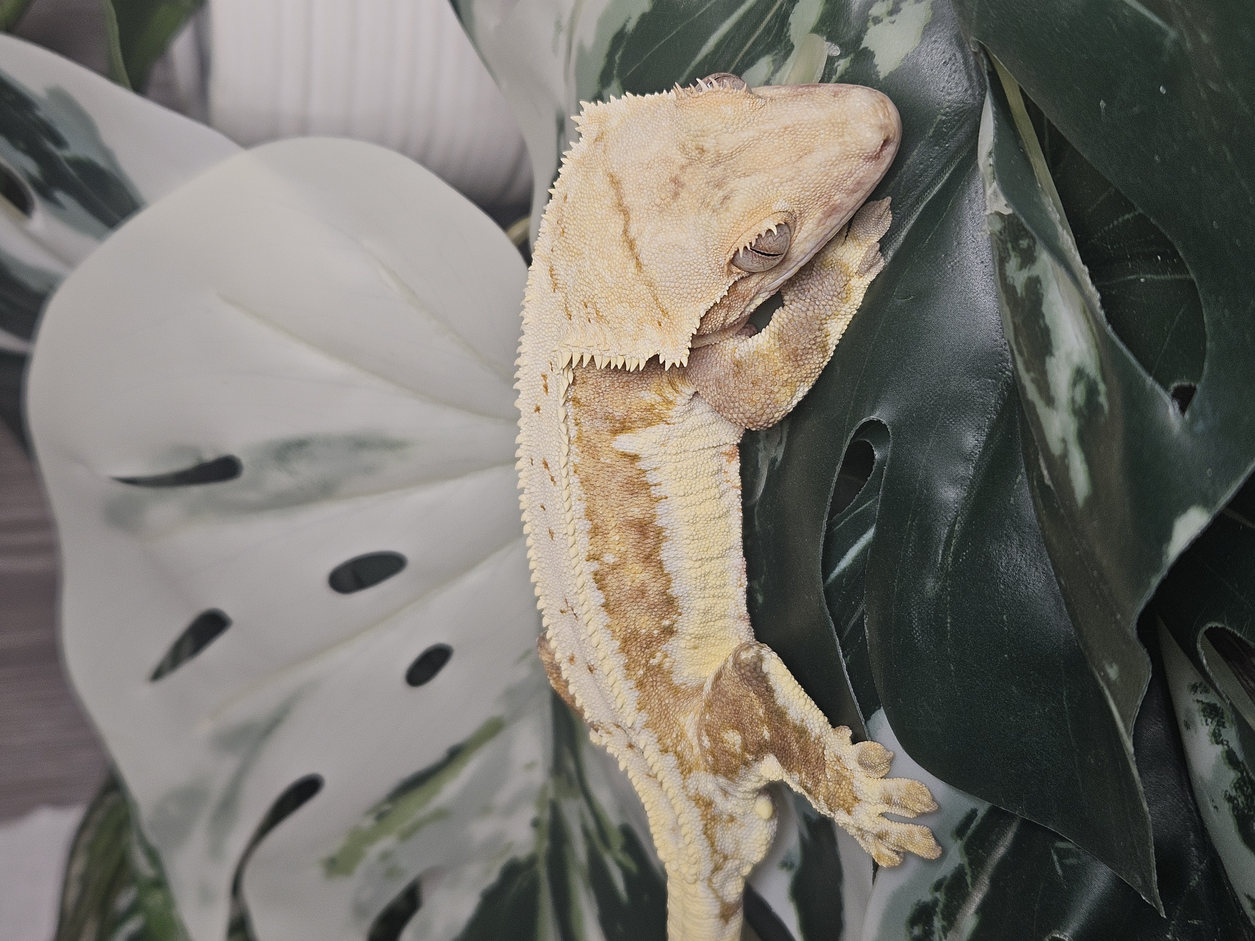 Charlie – Image 1