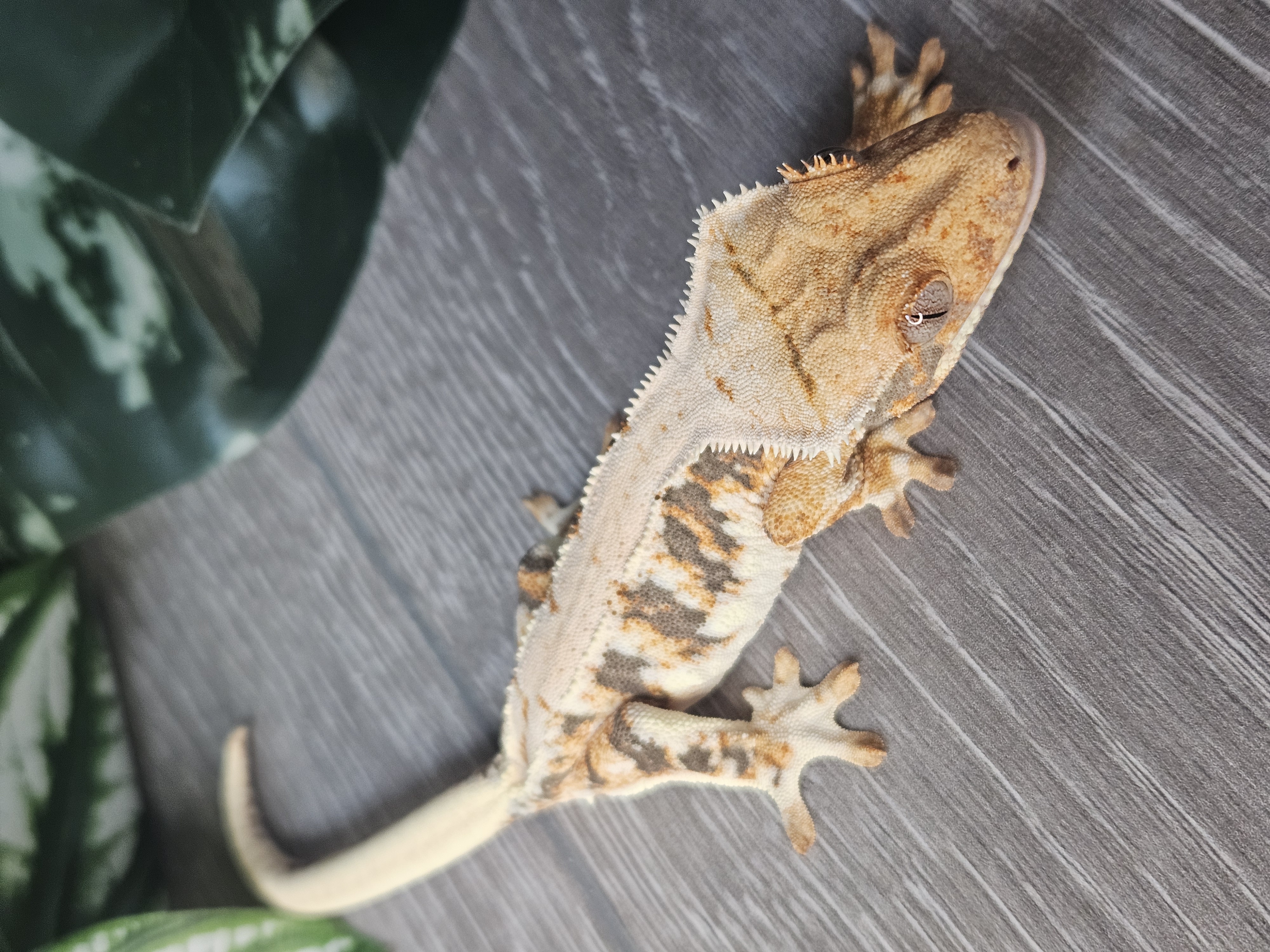 Karma ♀ · 20g – Image 2