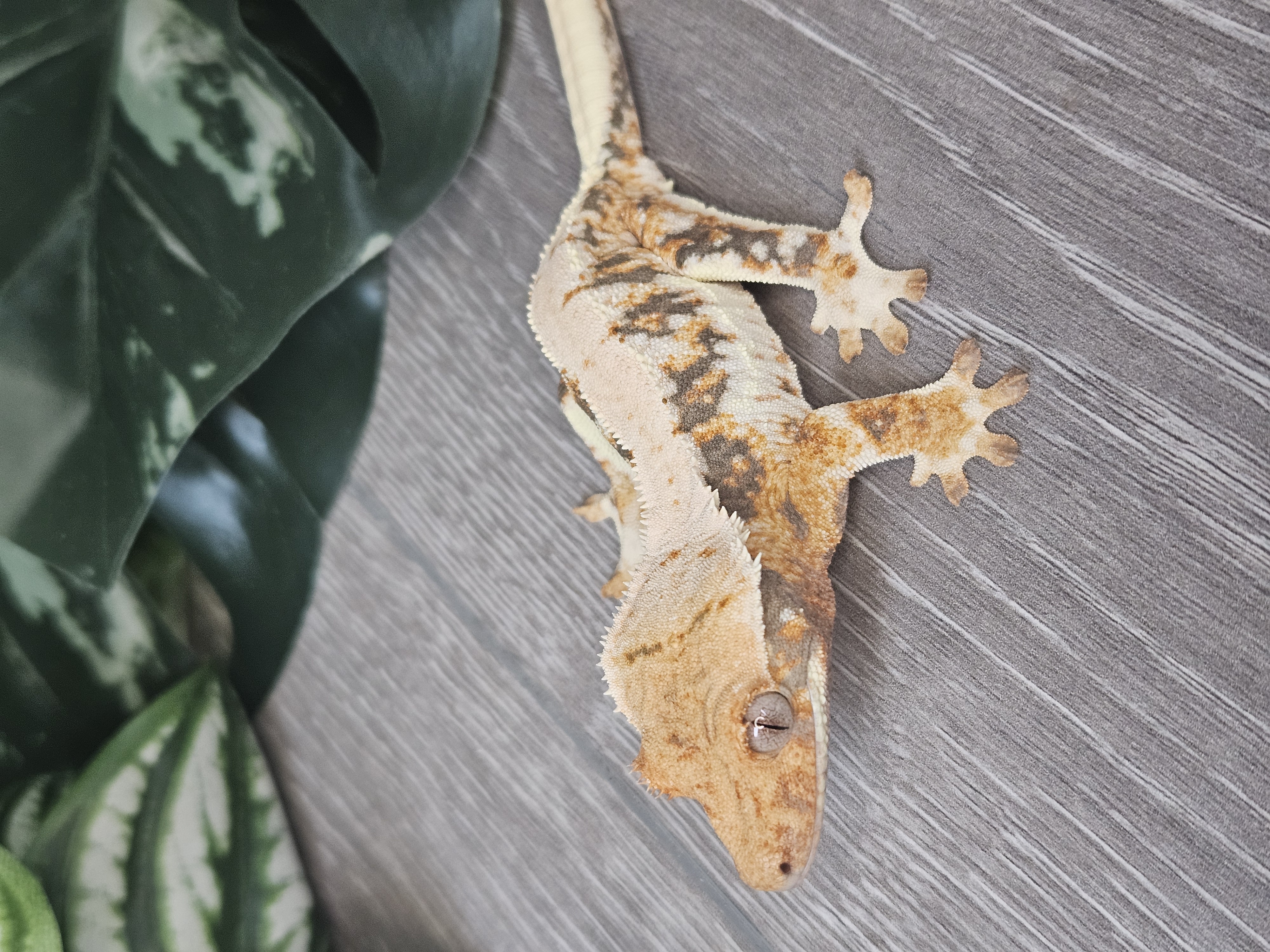 Karma ♀ · 20g – Image 1