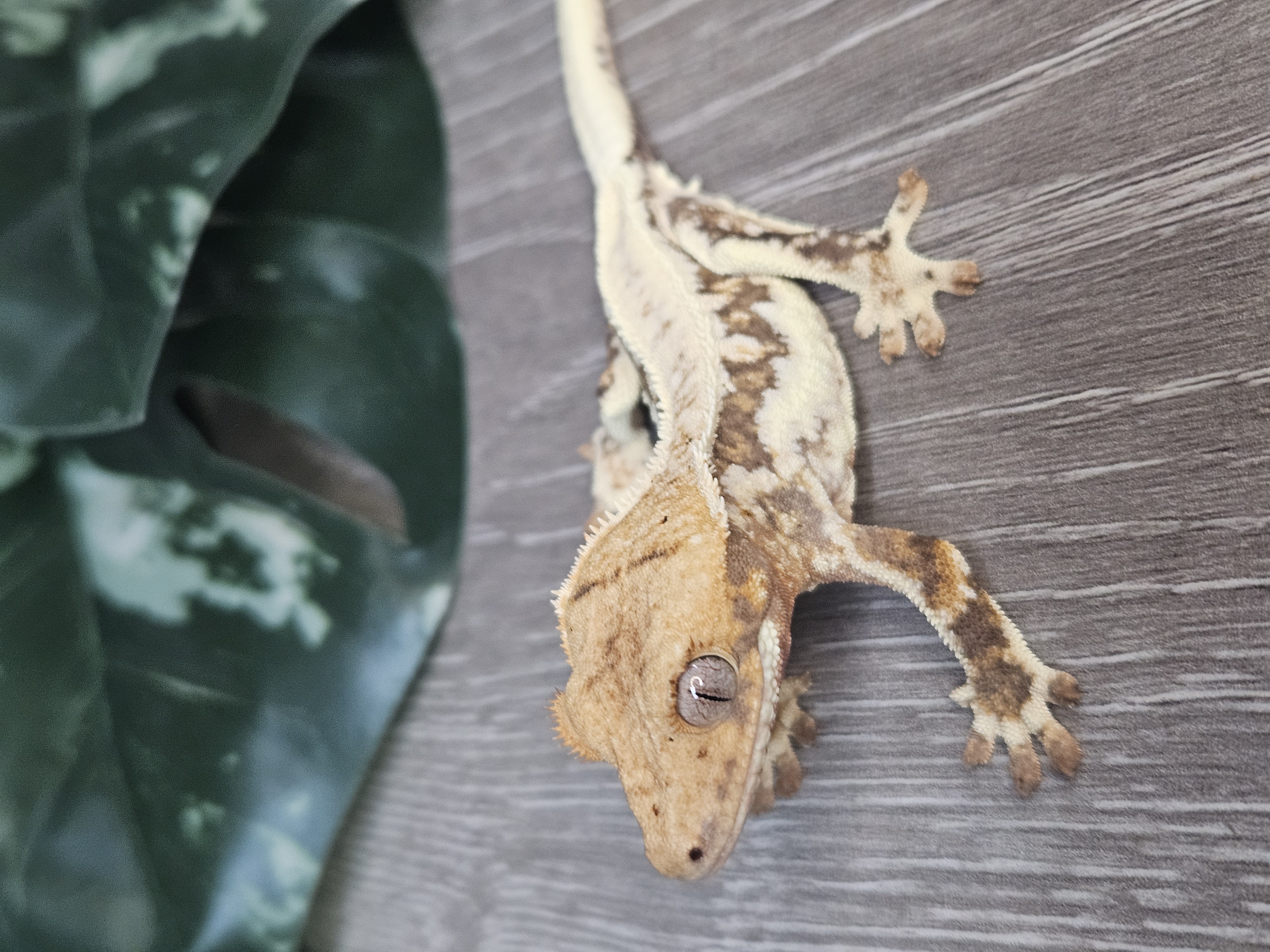 Lady Marshmellow ♀ · 20g – Image 2