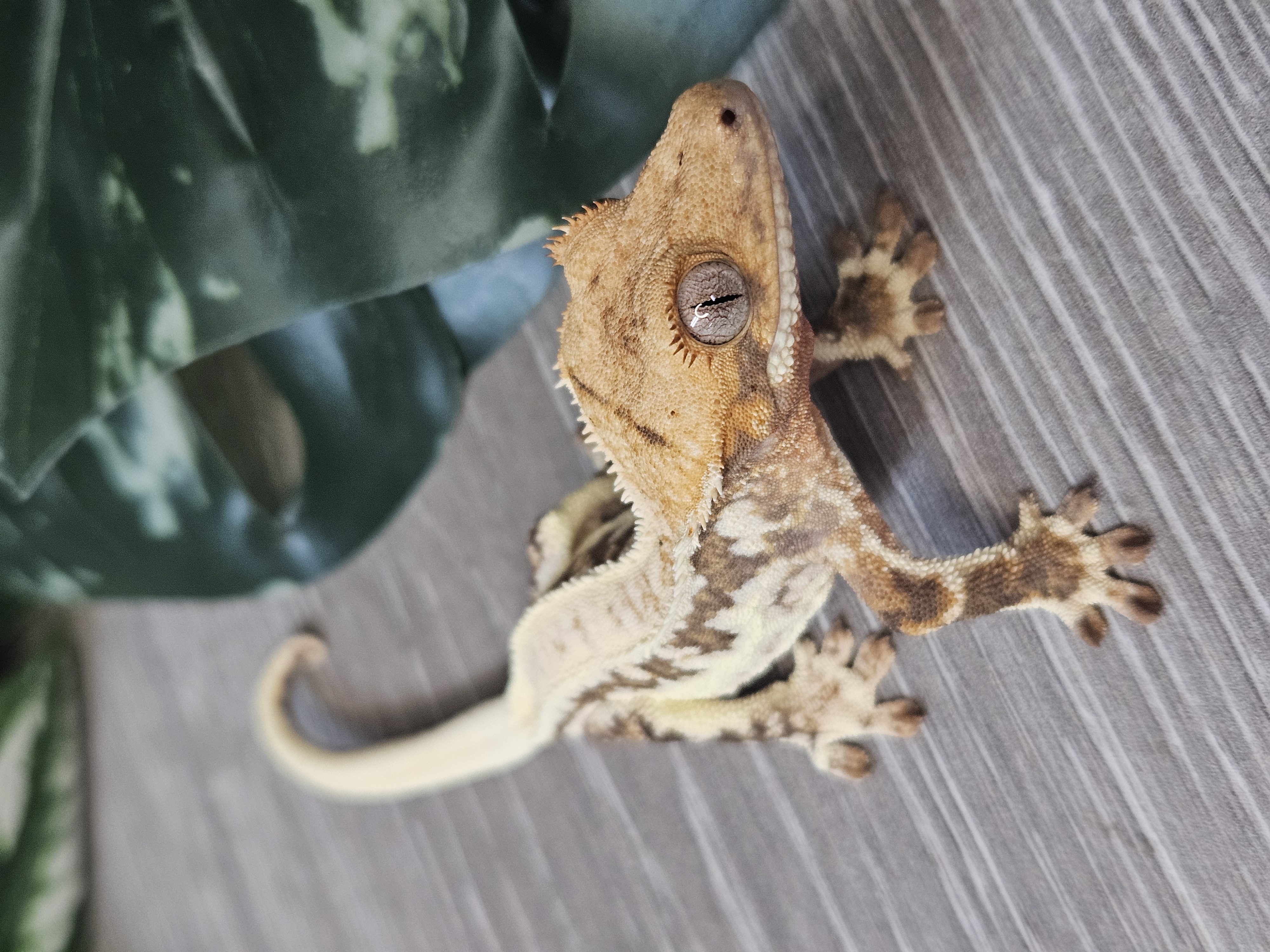 Lady Marshmellow ♀ · 20g – Image 1