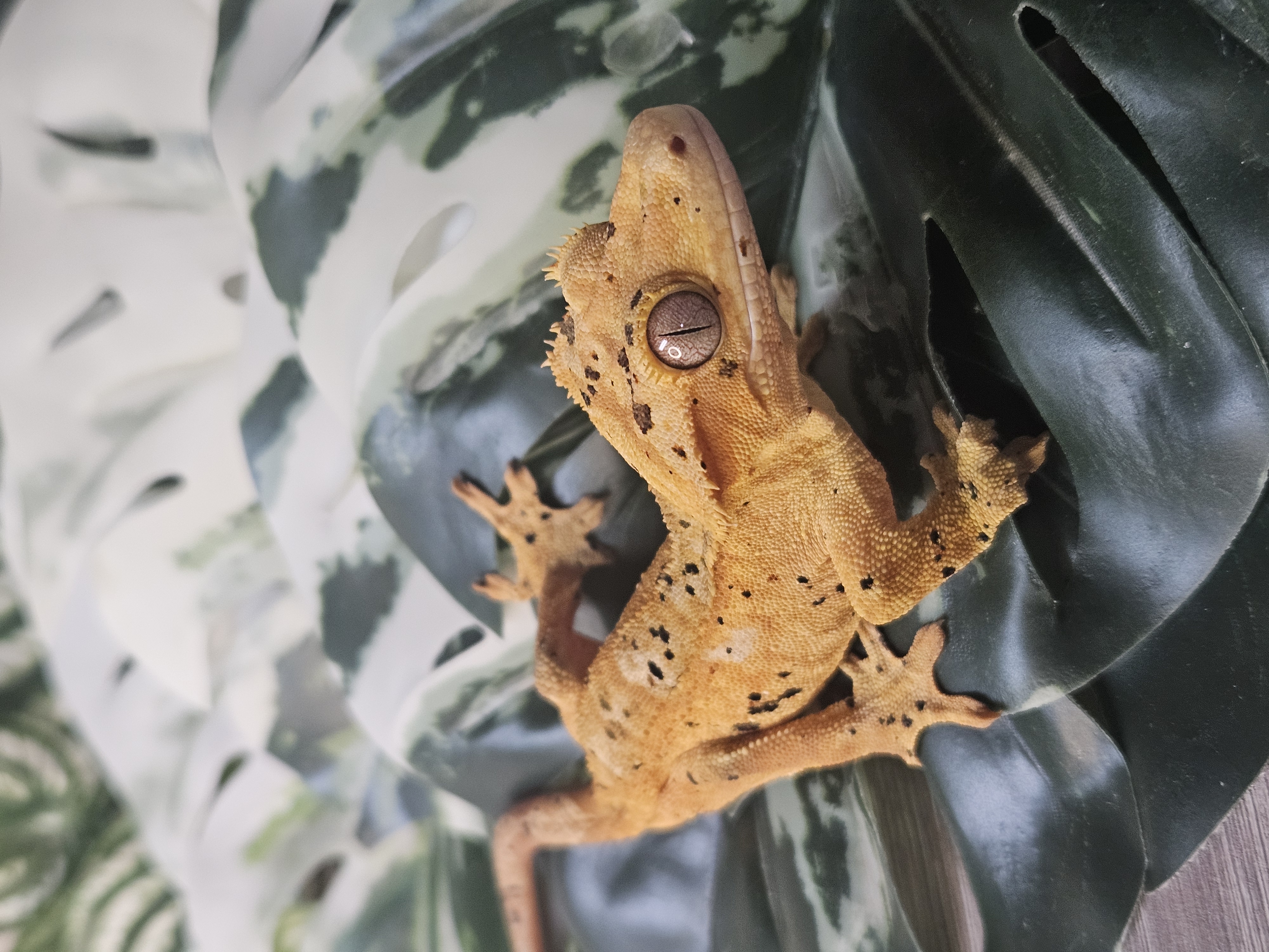 Leander ♂ · 40g – Image 2