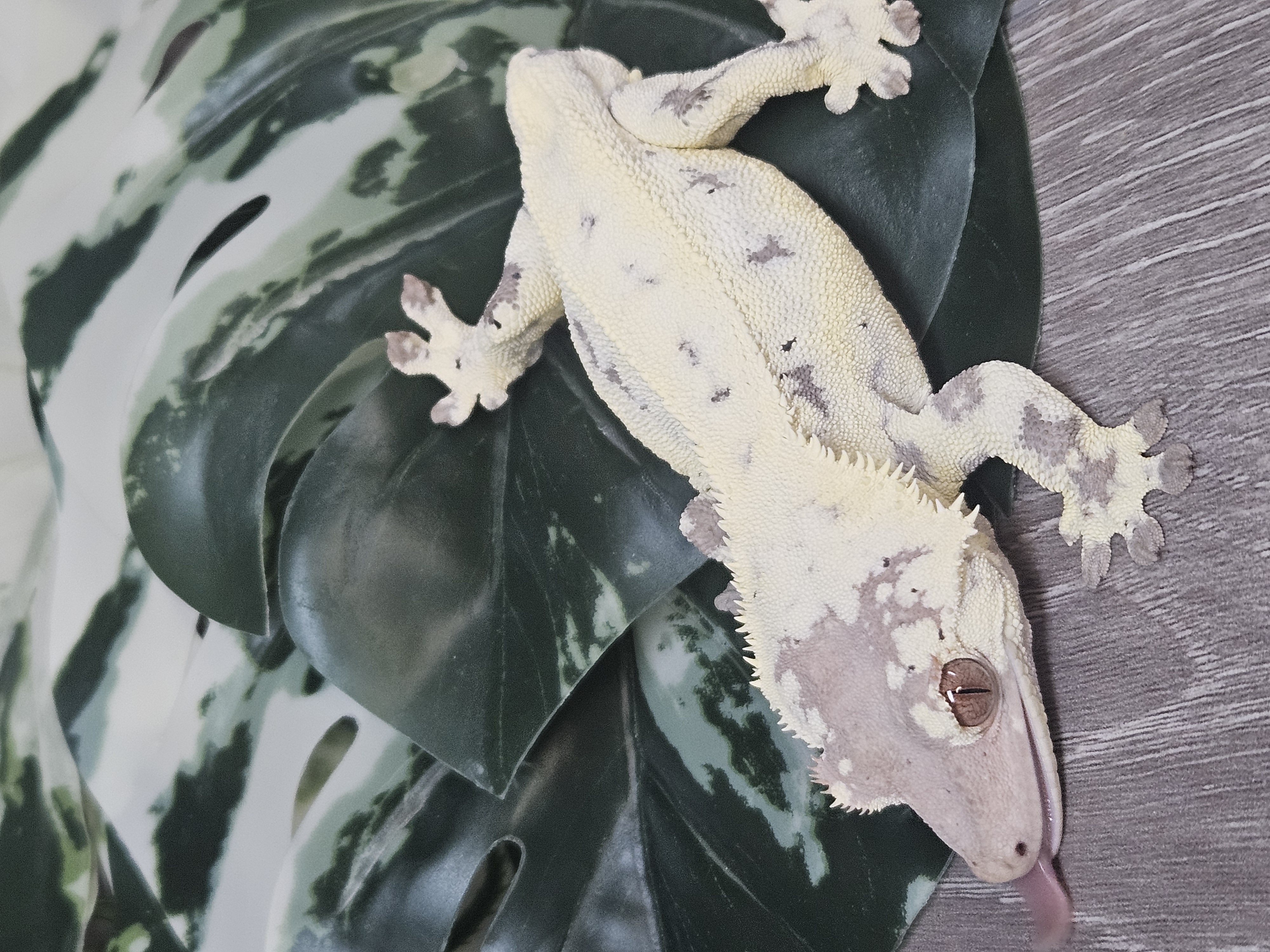 Claude – Image 2
