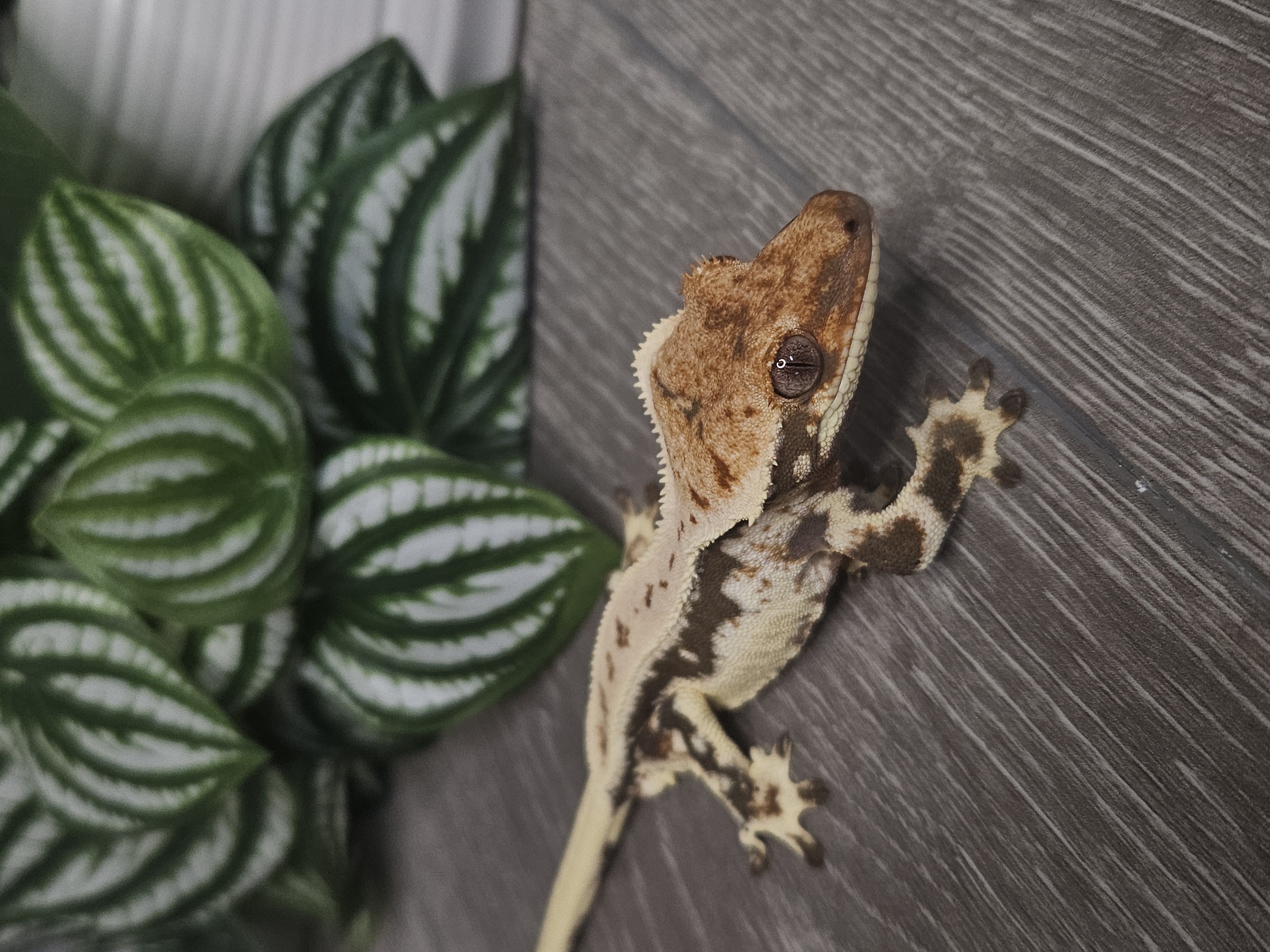 Frodo ♂ · 25g – Image 1