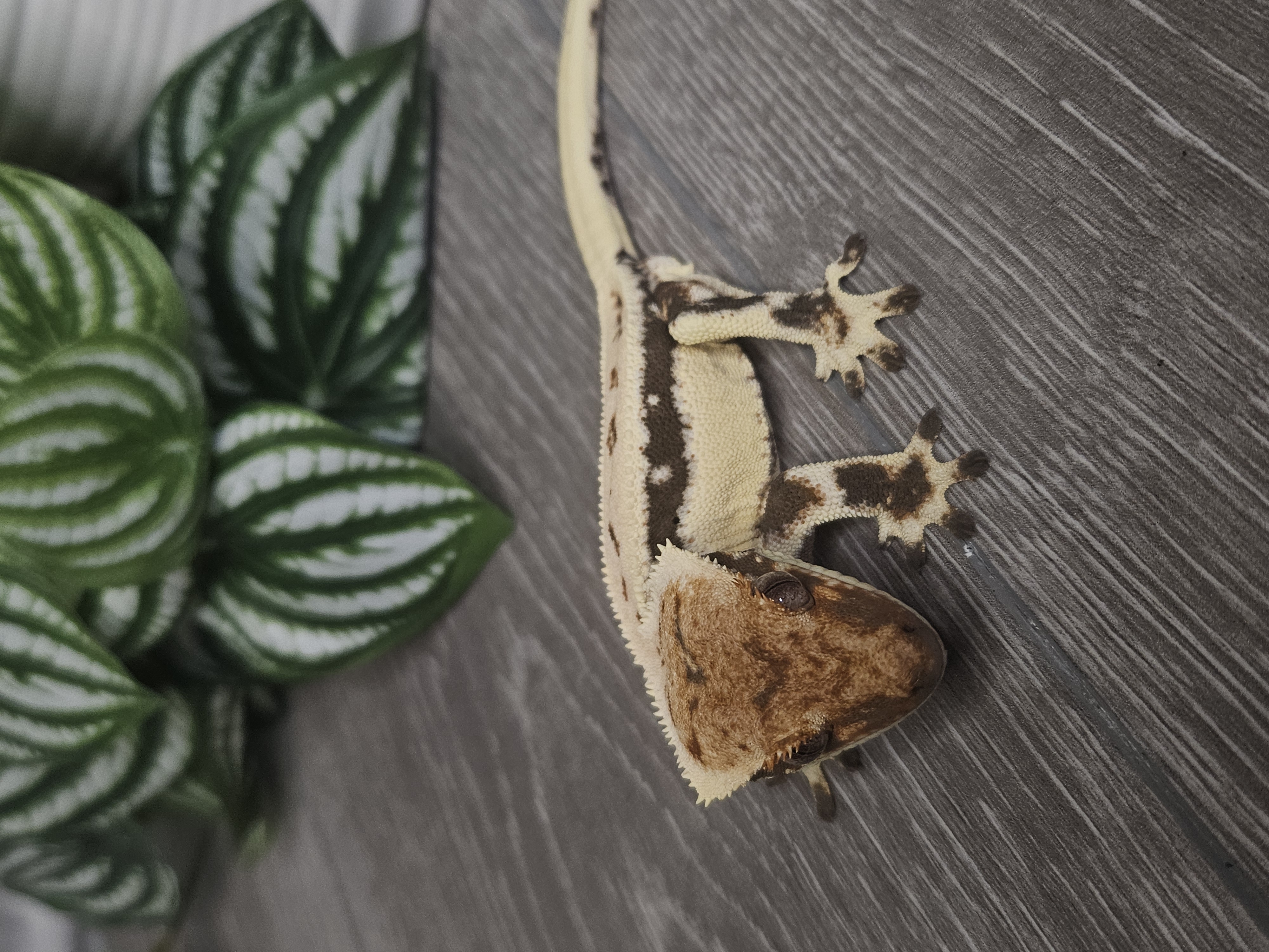 Frodo ♂ · 25g – Image 2
