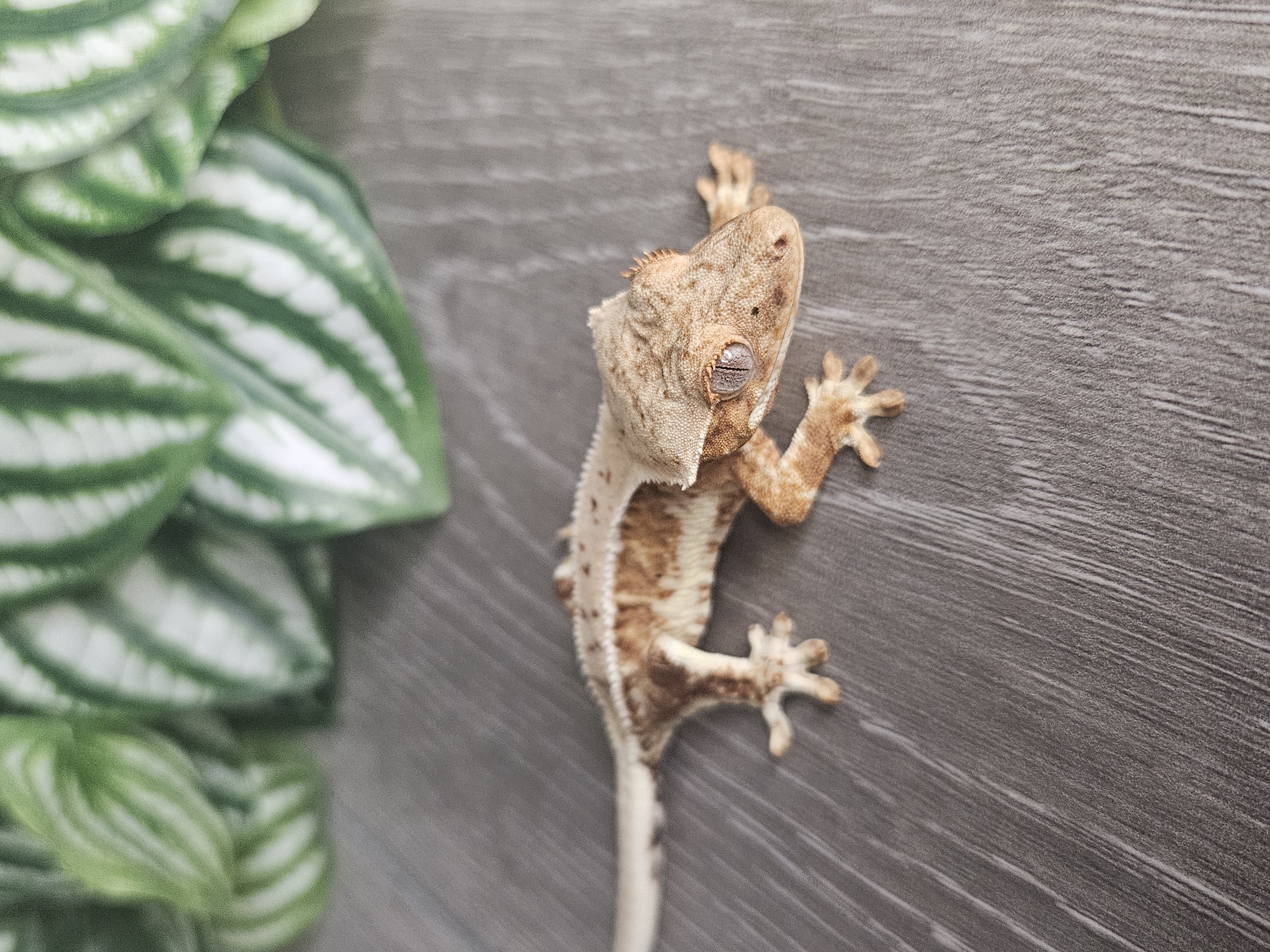 Pancake ♀ · 10g – Image 2
