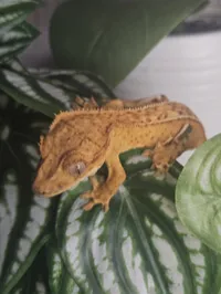 Sunny ♀ · 10g – Image 2