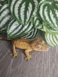 Scout ♂ · 12g – Image 2