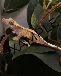 First Gecko Bundle – Image 3