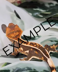 First Gecko Bundle – Image 4