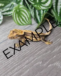 First Gecko Bundle – Image 2