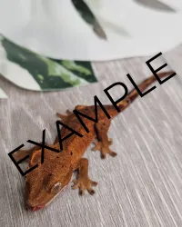 First Gecko Bundle – Image 5
