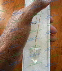 "CLARITY OF MIND" pendulum – Image 1