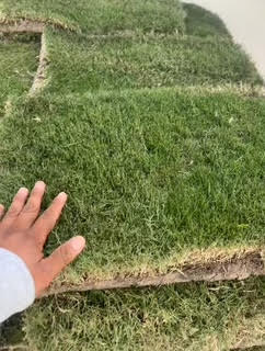 Bermuda (500 sq. ft.) – Image 1