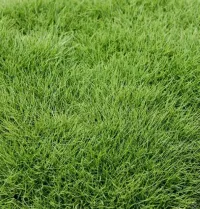 Fescue (500 sq ft) – Image 1