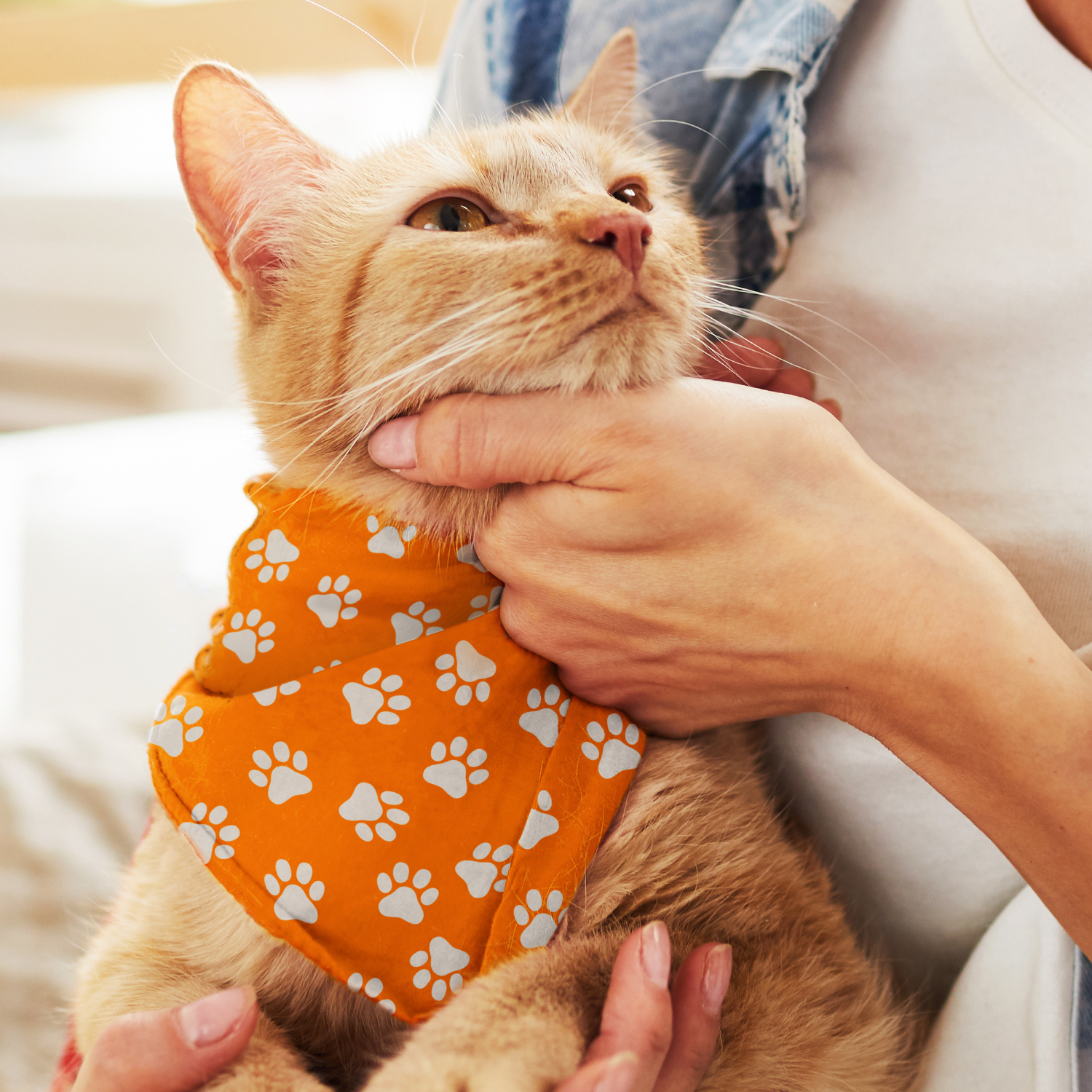 Pet Bandana - Small – Image 2
