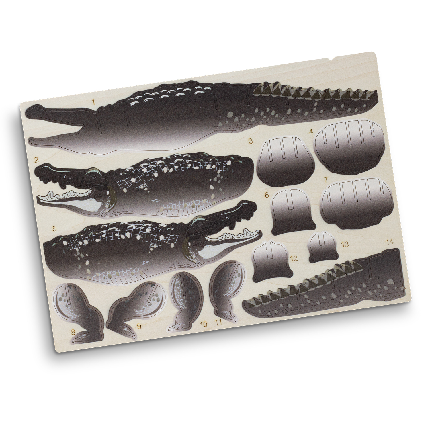 BRANDCRAFT Crocodile Wooden Model – Image 3
