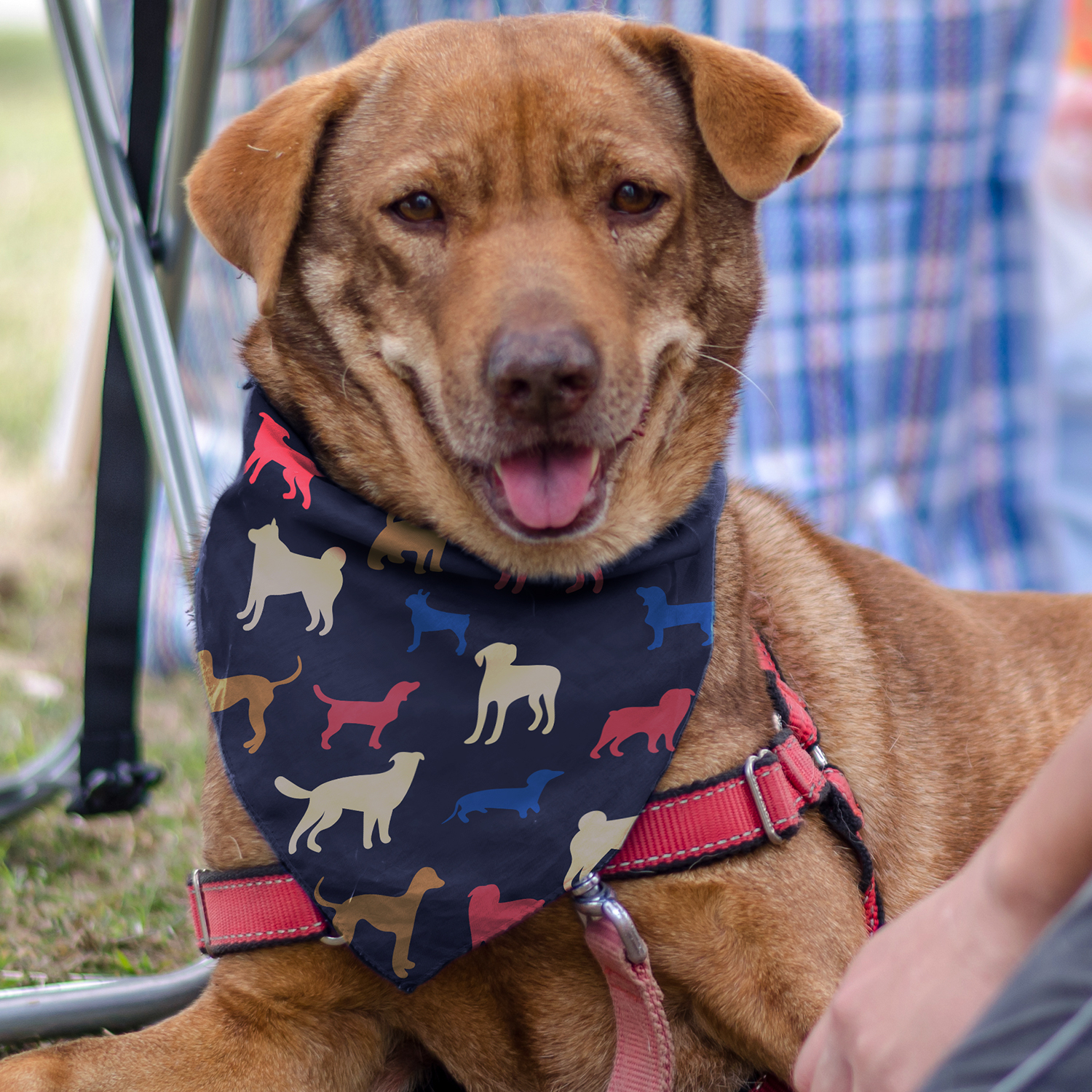 Pet Bandana - Medium – Image 2