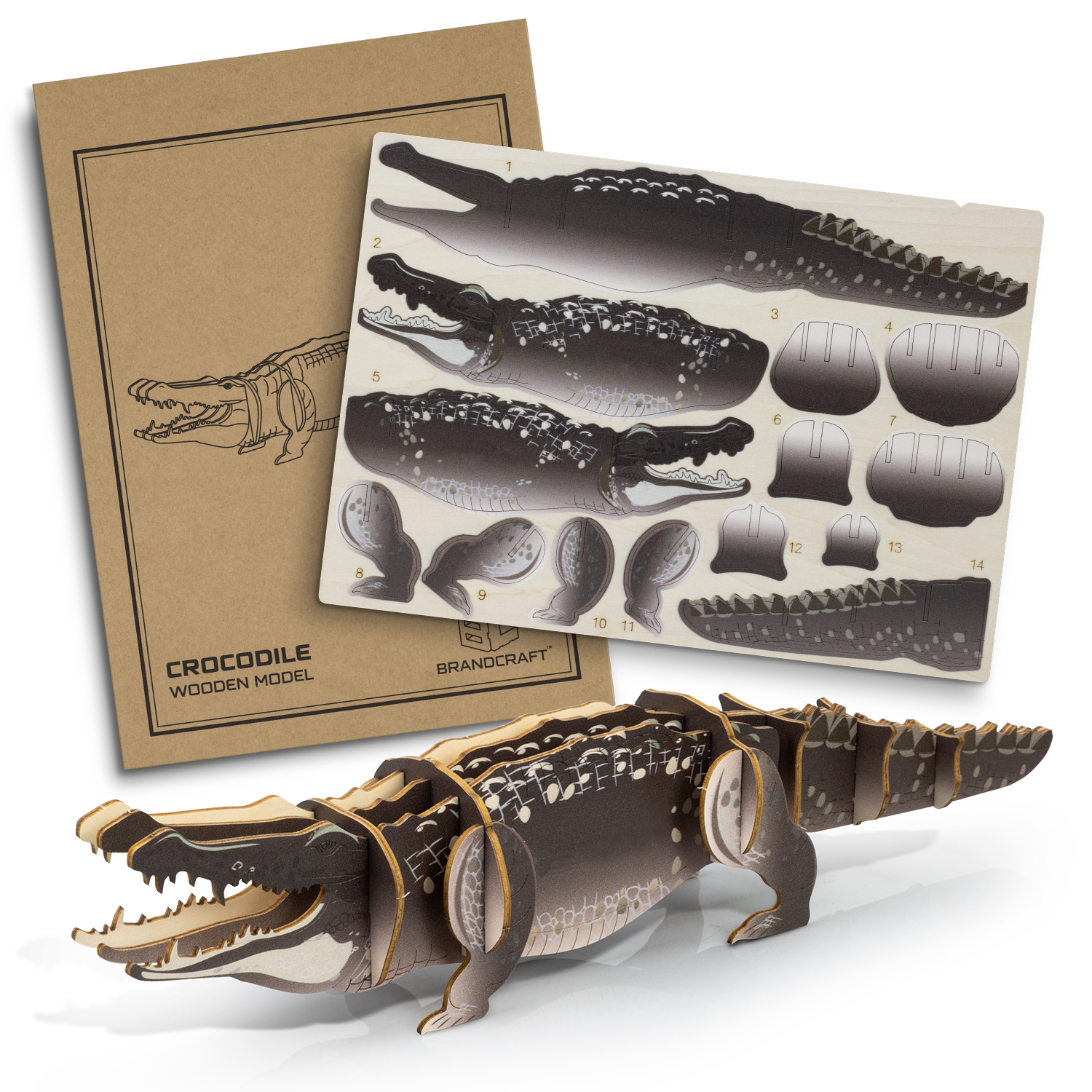 BRANDCRAFT Crocodile Wooden Model – Image 2