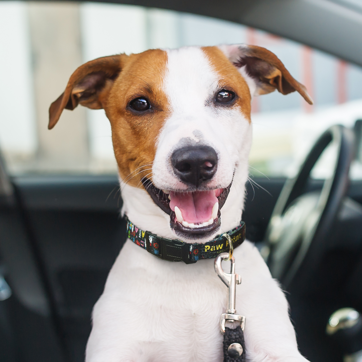 Amigo Dog Collar – Image 4