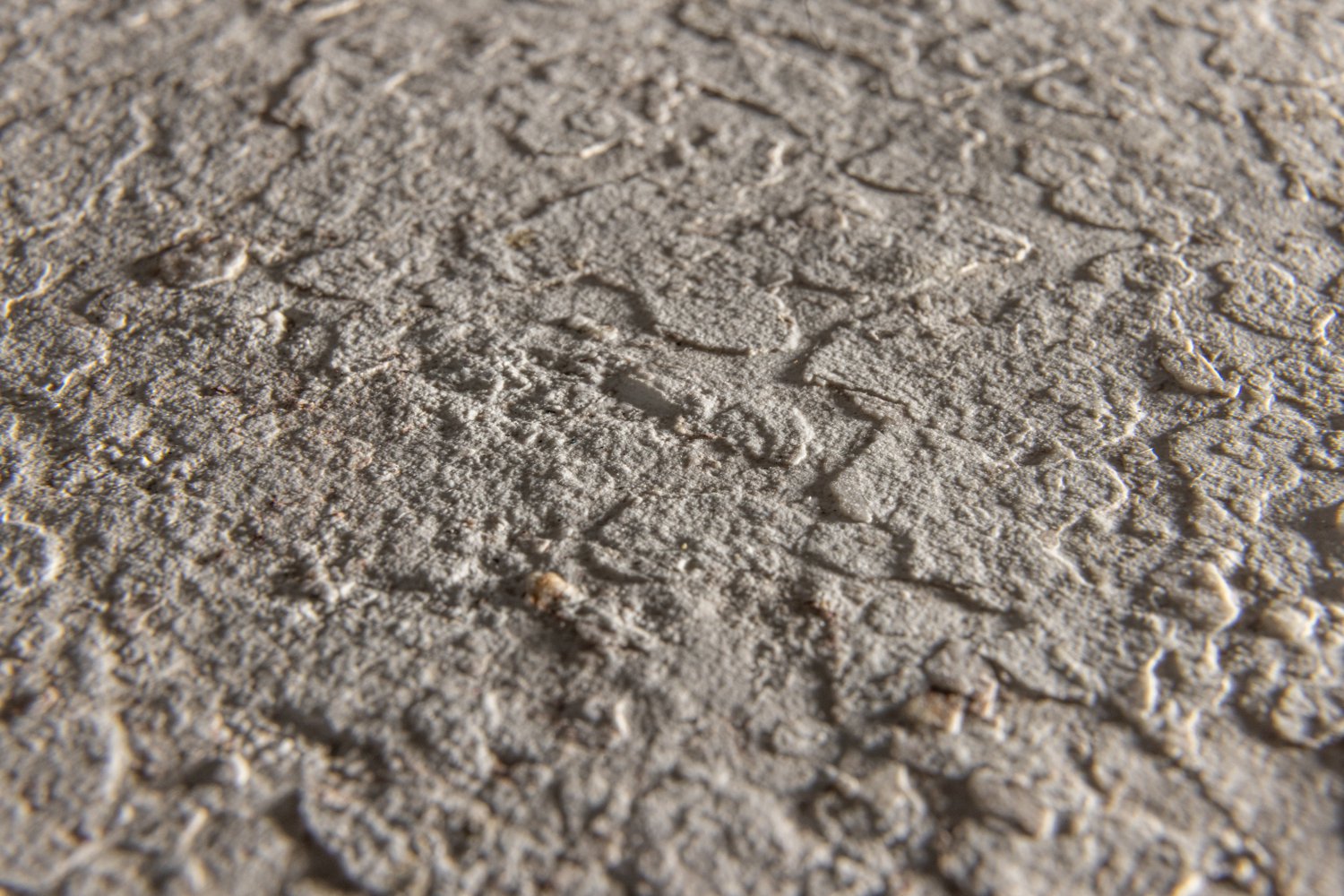 Birch – Image 2
