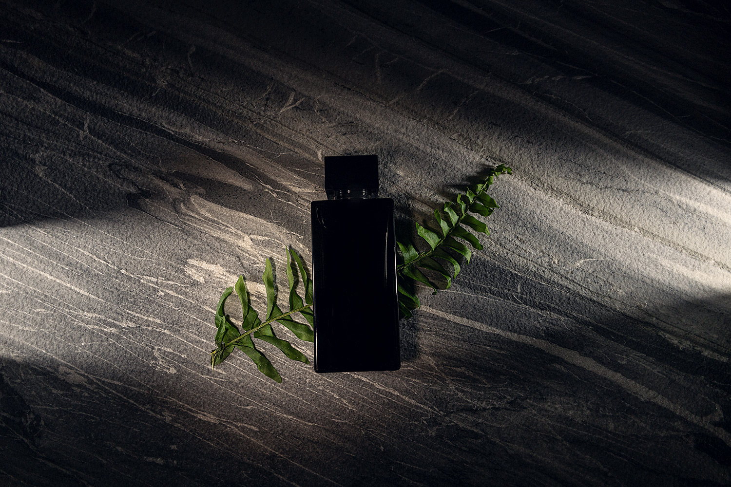 Tiger Dark – Image 3
