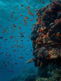 Dominica Island Sacred Journey w/Susan Shatzer & Bethany Shelton – Image 1