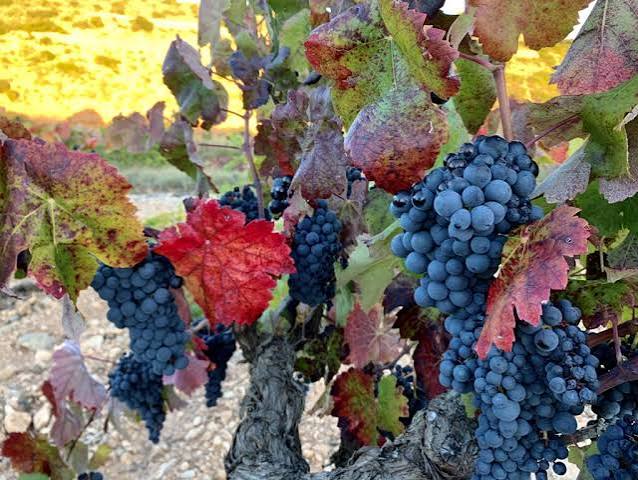 Vendimia & Beyond: A Day of Bobal, Harvest & Wine in Requena – Image 3
