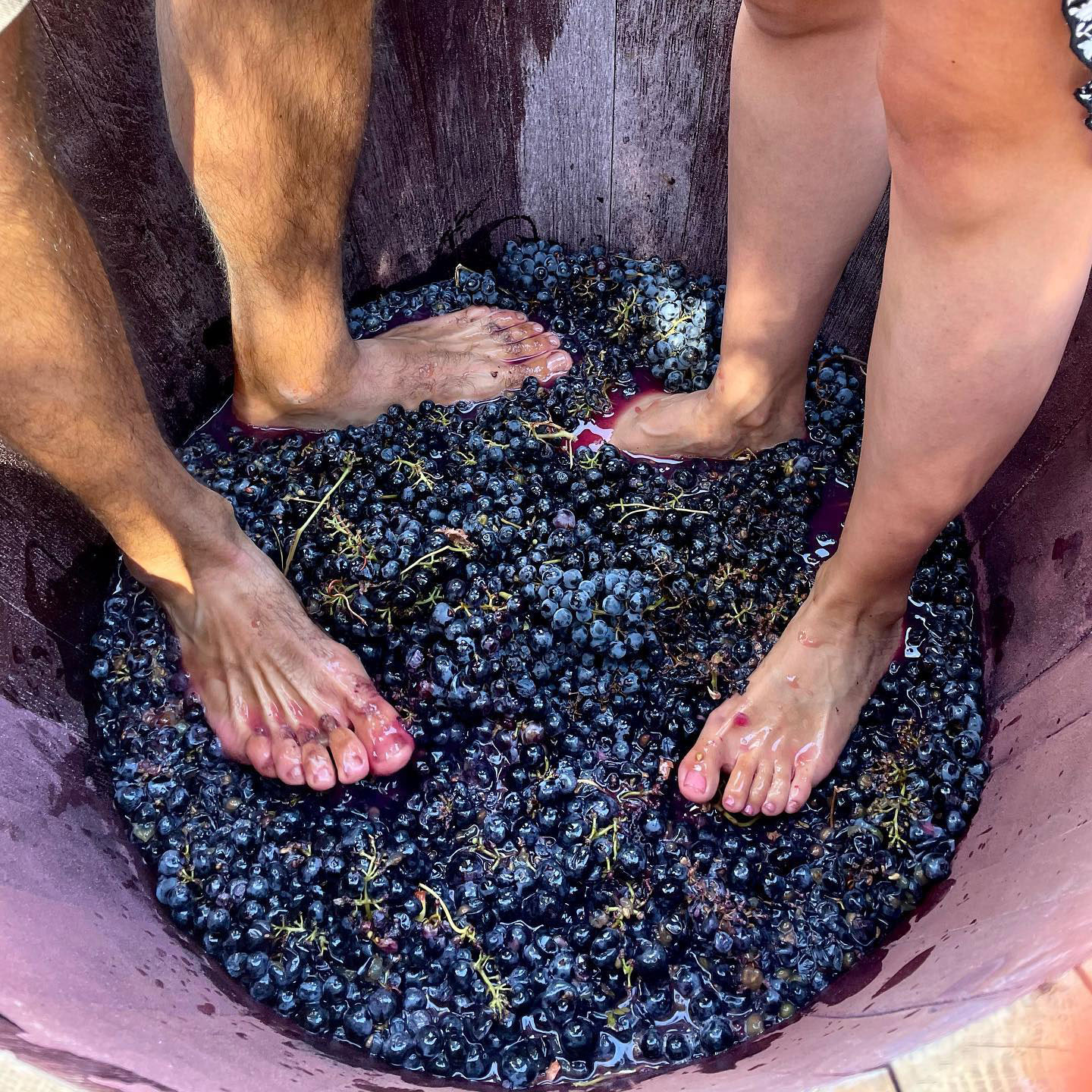 Vendimia & Beyond: A Day of Bobal, Harvest & Wine in Requena – Image 4