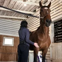 Saturday, 9/12 @ 1-3pm - Language of the Horse – Image 2
