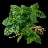 Fresh Mint – Image 1