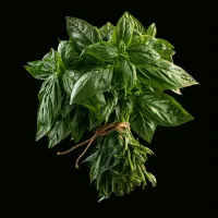Fresh Lemon Basil – Image 1