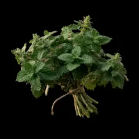 Fresh Catnip – Image 1