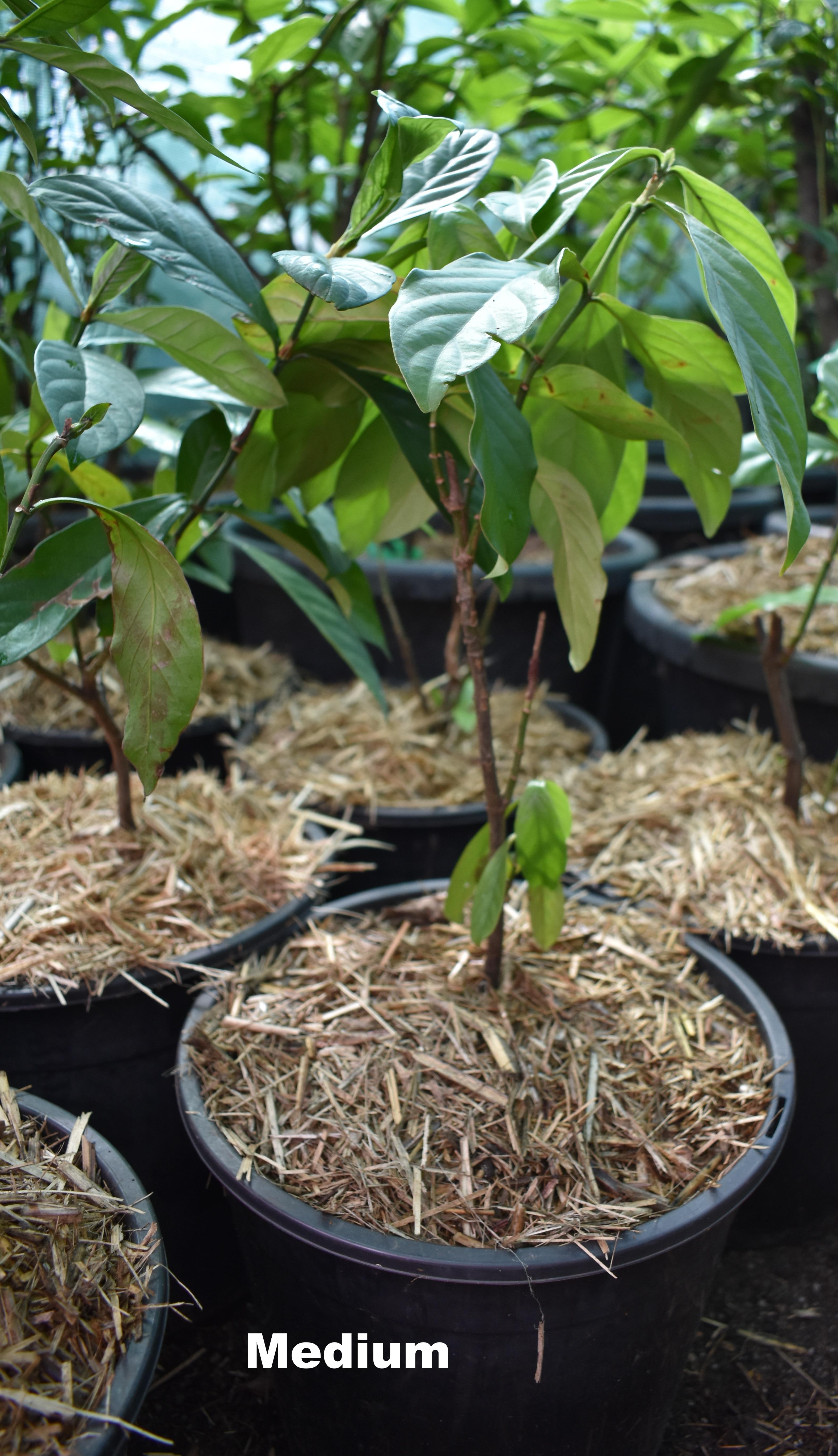 Psychotria viridis – Image 2