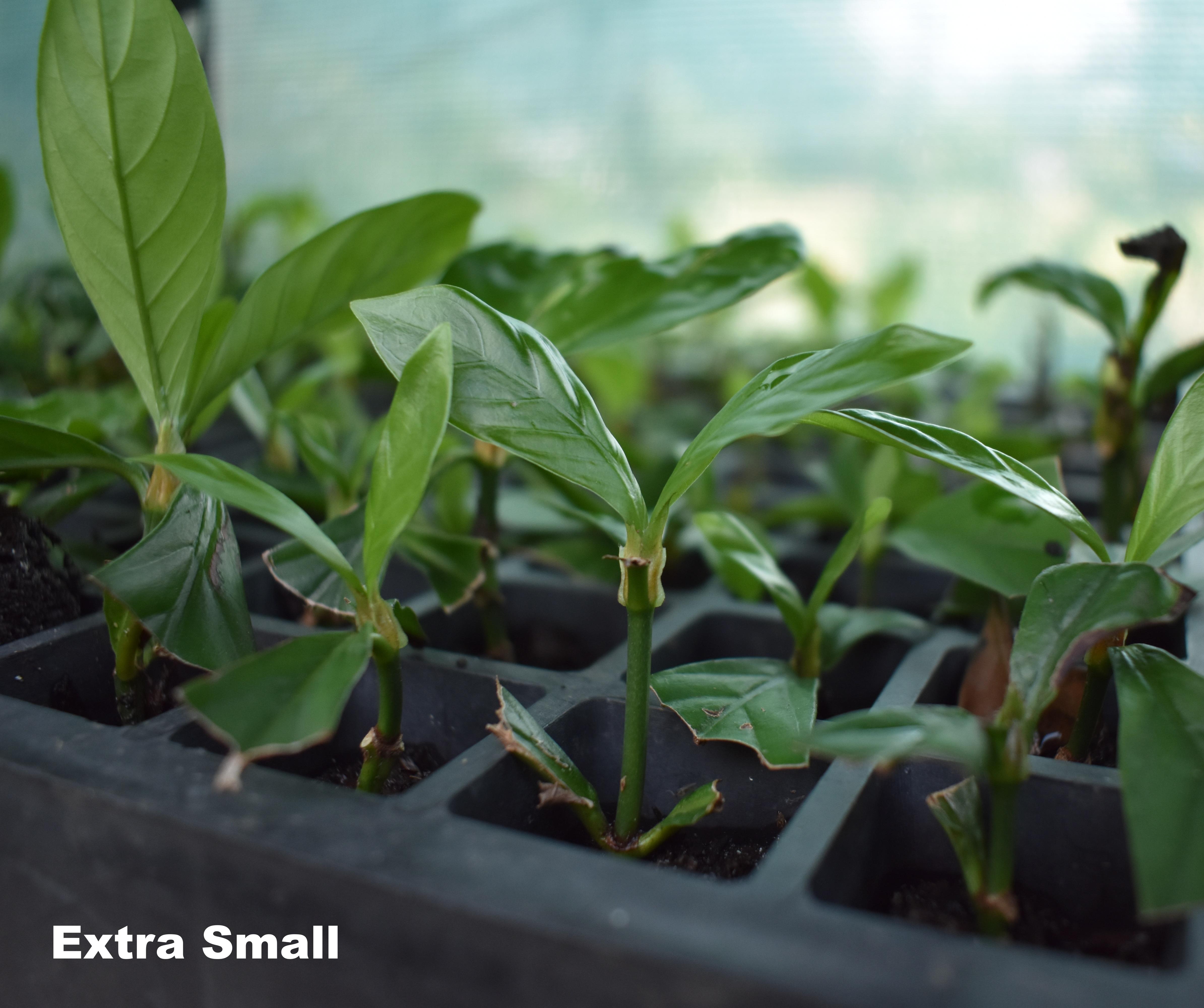 Psychotria viridis – Image 5